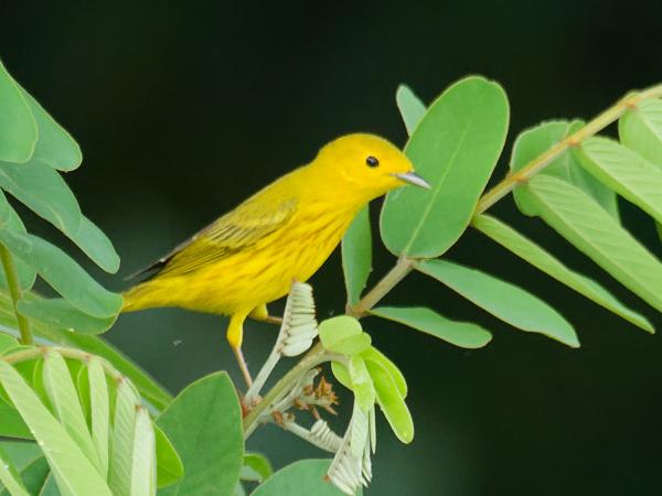 <h3><a href="/trips/costa-rica/biota/animalia/chordata/aves/040 passeriformes/122 parulidae/setophaga aestiva/setophaga aestiva-nl.html">Setophaga&nbsp;aestiva</a> / American&nbsp;yellow&nbsp;warbler / Gele&nbsp;zanger</h3>OM-1 Mark II met M.300mm F4.0 + MC-14, 1/1600 sec  bij F5.6, ISO 10000, afstand 15.5&nbsp;m